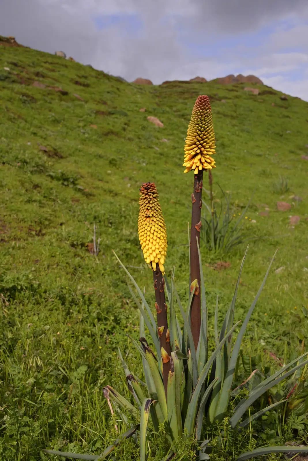 Red-hot poker flowers on the Sanetti Plateau