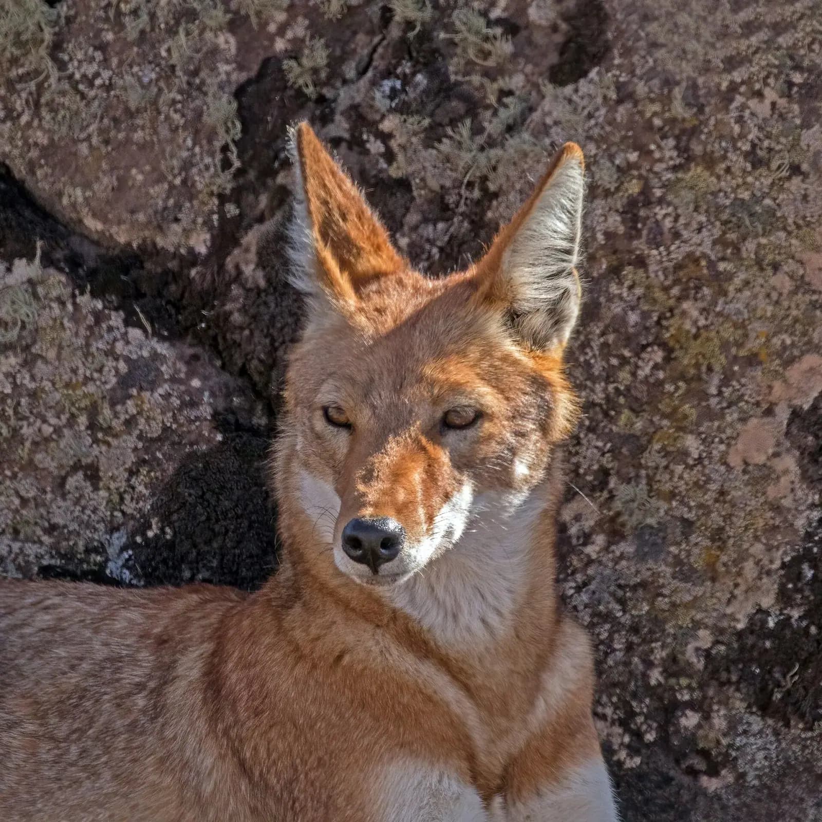 Portrait of an Ethiopian wolf