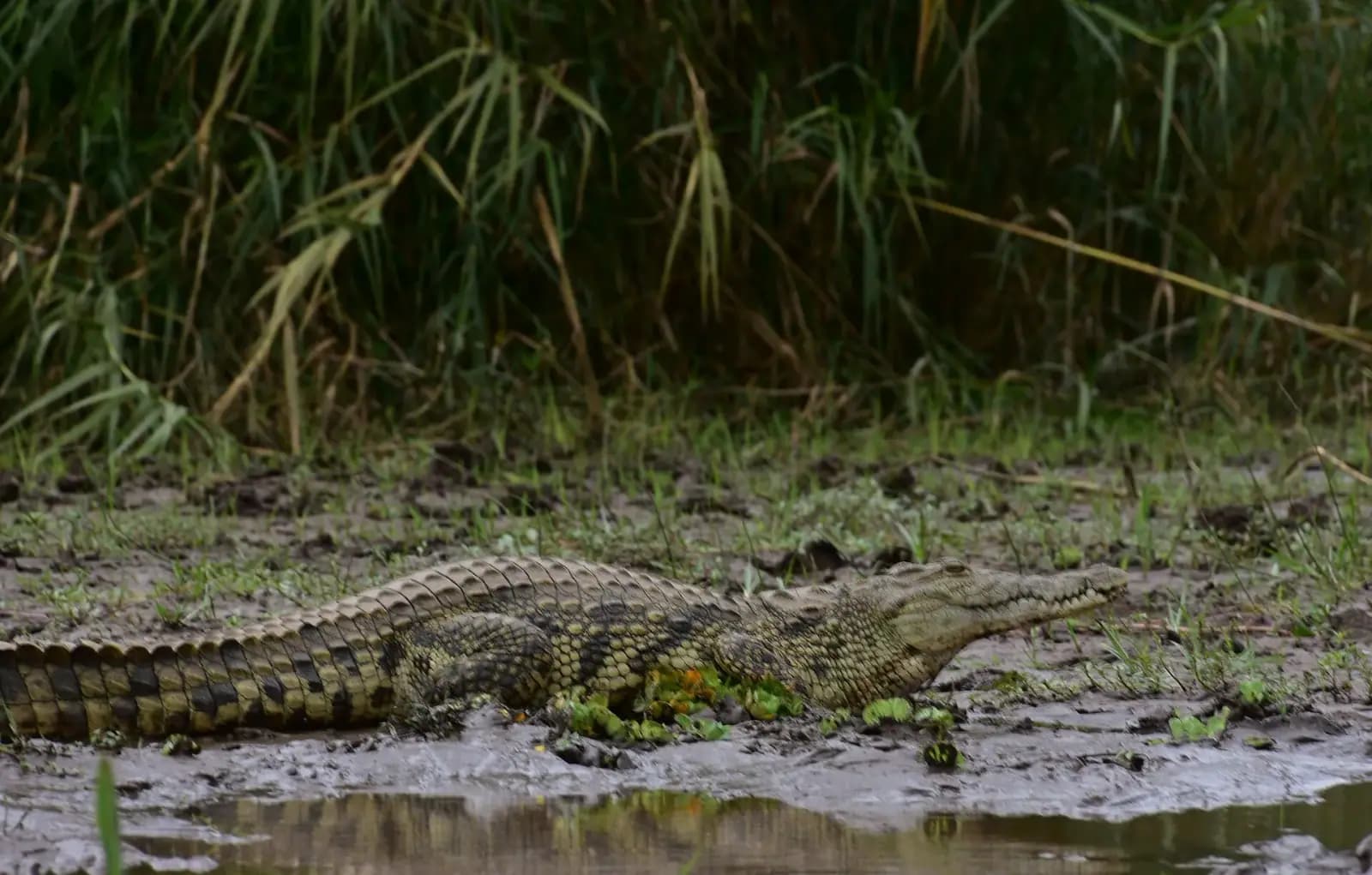 Crocodile sliding into Lake Chamo
