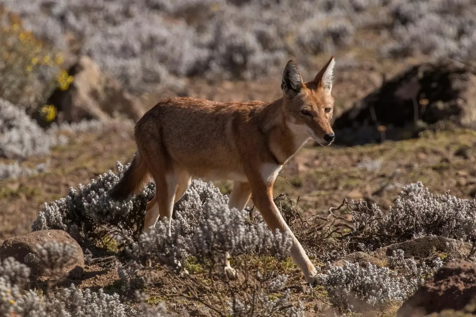 Bale Mountains Trek — photo 1