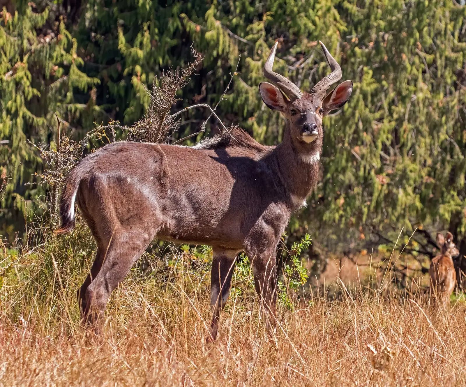 Bale Mountains Trek — photo 2