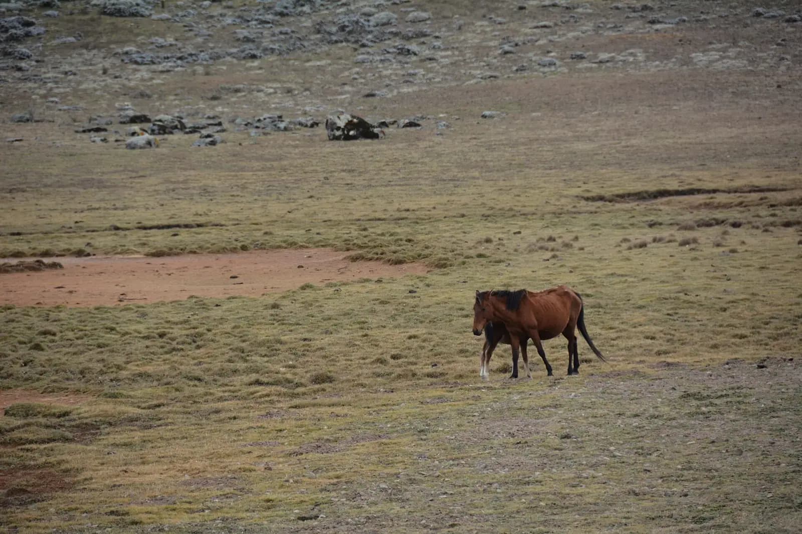 Bale Mountains Trek — photo 4