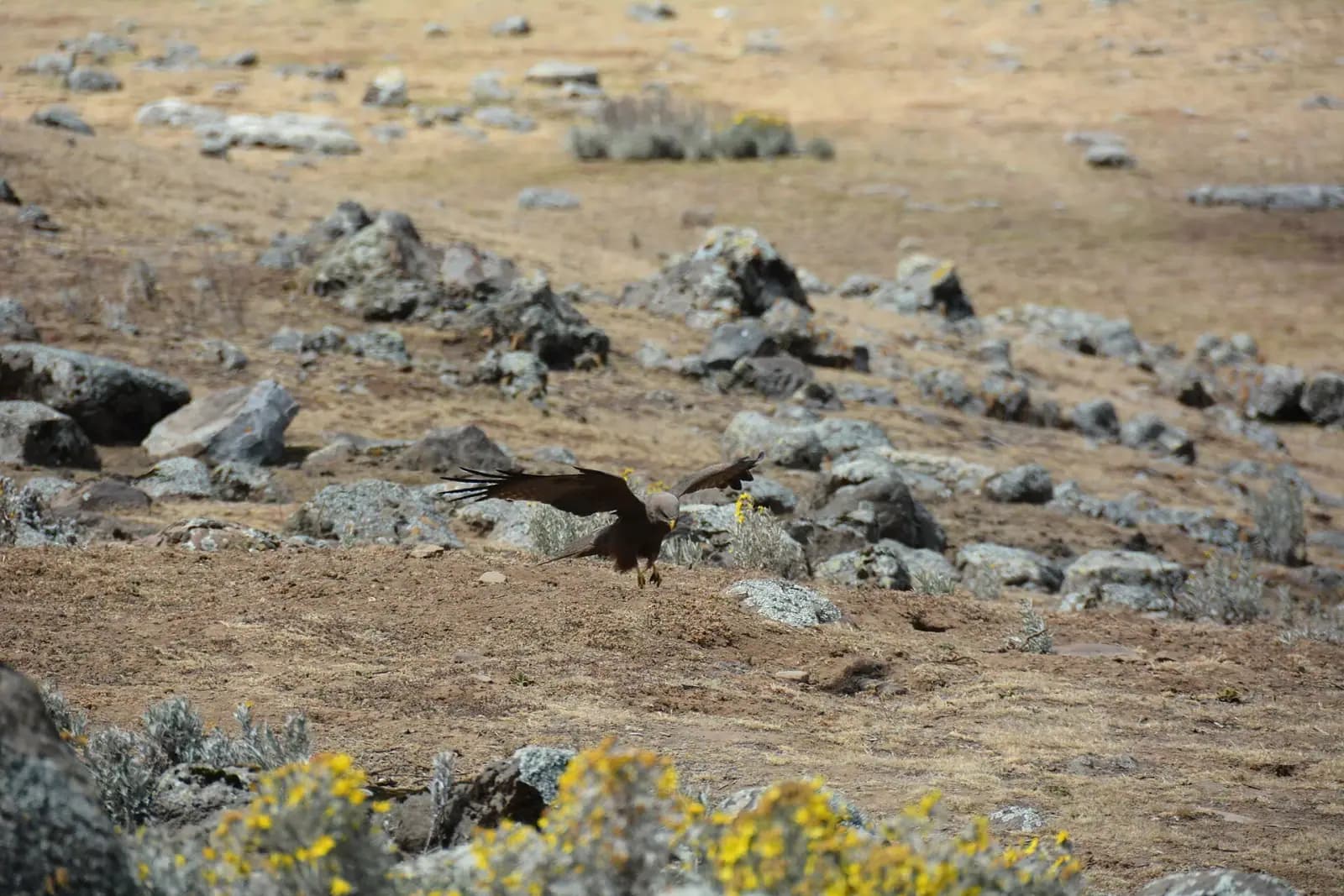 Bale Mountains Trek