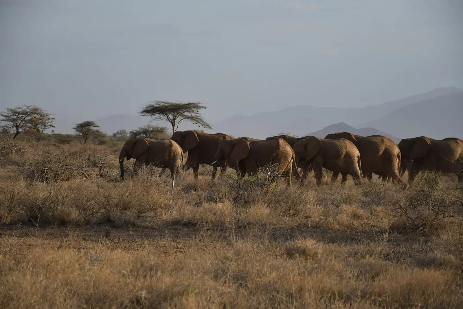 Chebera Churchura Elephant Safari — photo 1