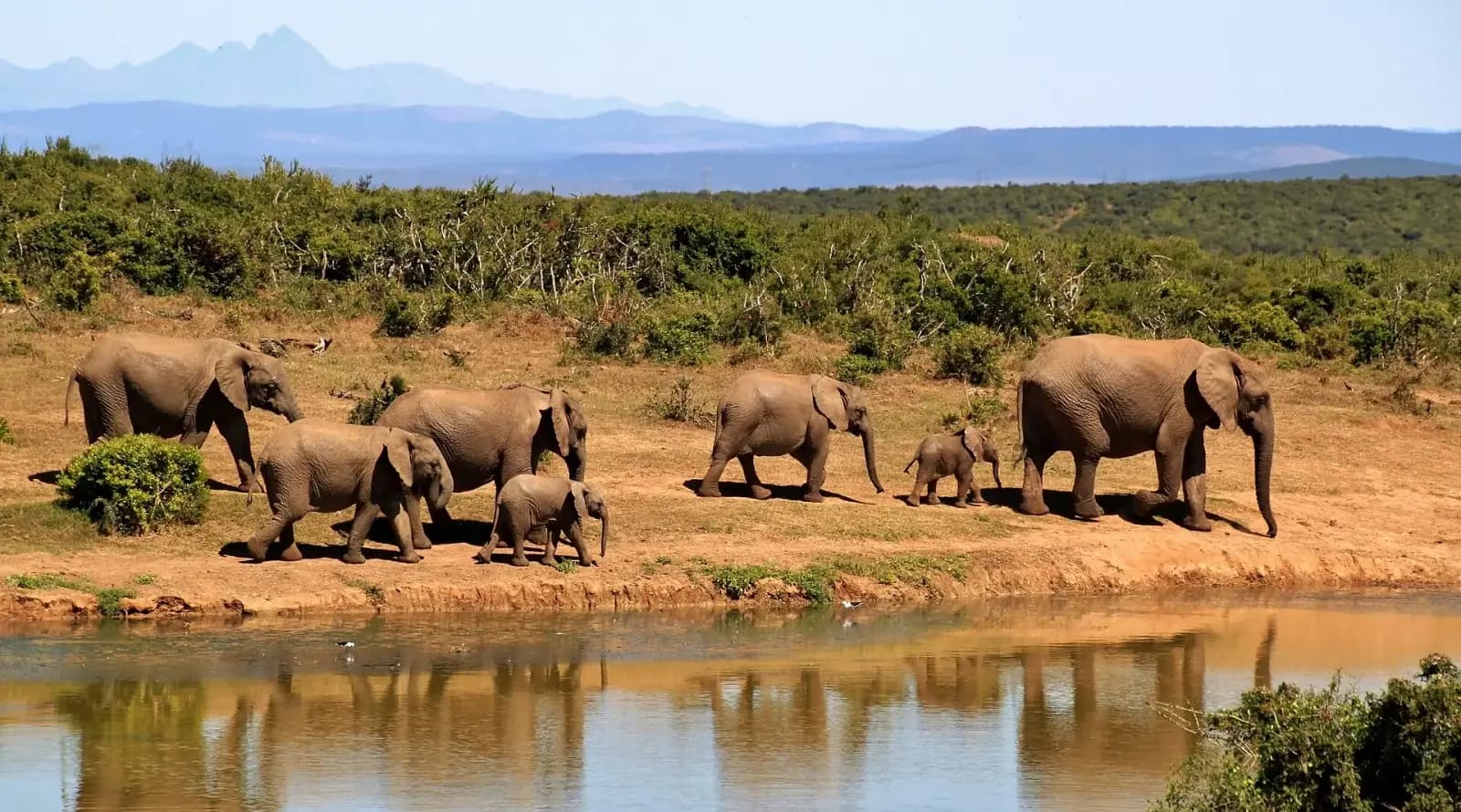 Chebera Churchura Elephant Safari — photo 2