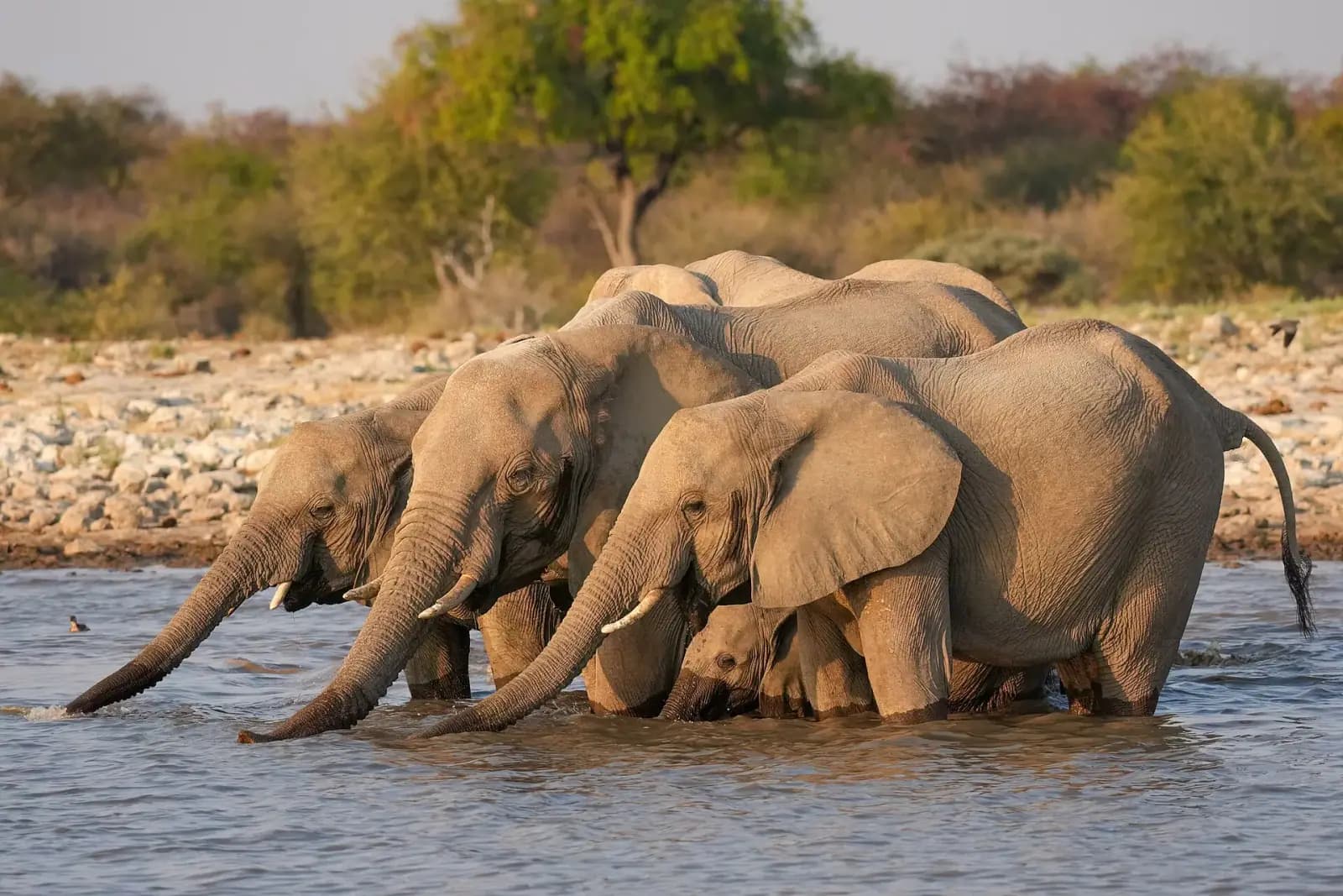 Chebera Churchura Elephant Safari