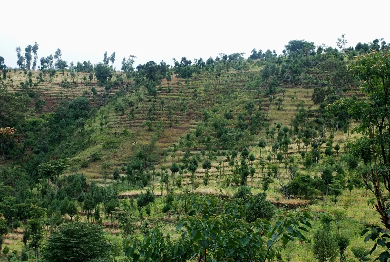 Konso Highlands & UNESCO Villages — photo 2